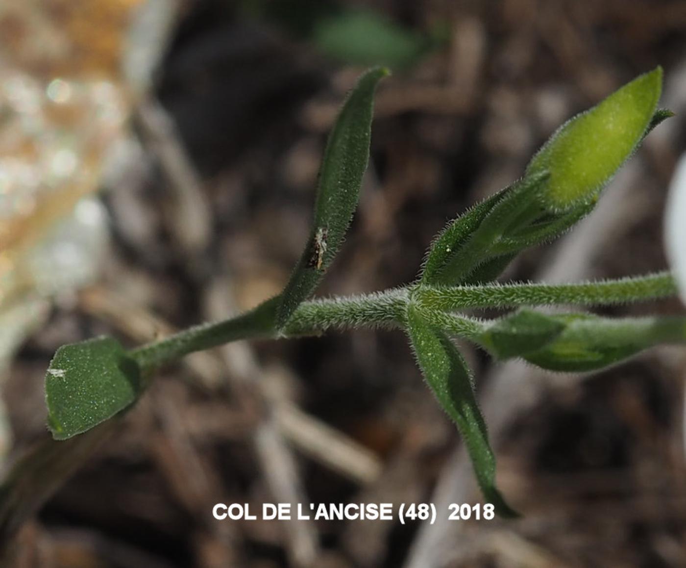 Sandwort, Mountain leaf